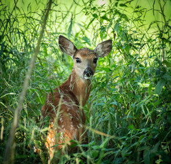 white-tailed deer/Odocoileus virginianus