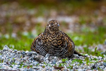 Female spruce grouse (Falcipennis canadensis) taking a sand bath in gravel