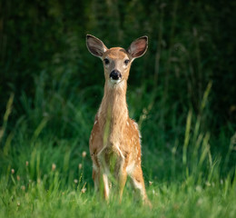 white-tailed deer/Odocoileus virginianus