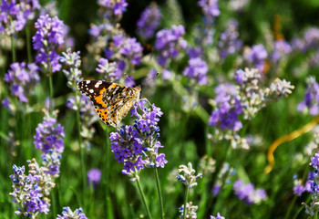 butterfly on a lavender