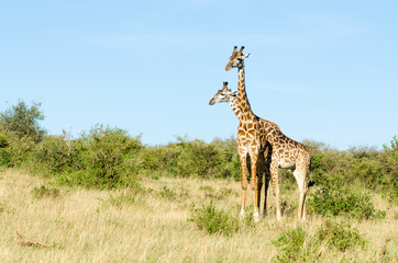 Naklejka na ściany i meble Two Masai giraffes (Giraffa Camelopardalis Tippelskirchii) in Maasai Mara National Reserve, Kenya