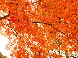 紅葉する木々