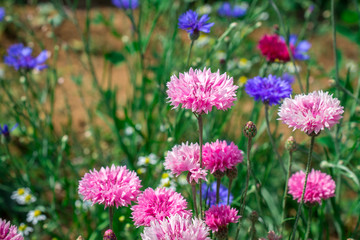 Green meadow with  flowers and cornflowers on summer field