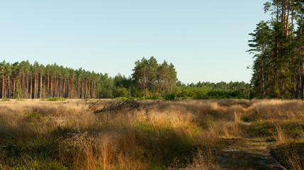 A landscape in the forest, a sunny morning day, a clearing overgrown with golden grass