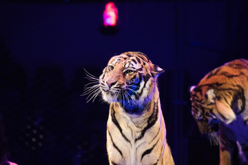 Fototapeta premium Tiger performs tricks in the circus arena