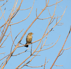 A female red-winged blackbird (Agelaius phoeniceus)  in a dead tree near Tobermory Ontario