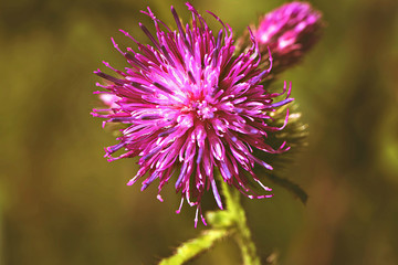 Nature. Meadow flowers.