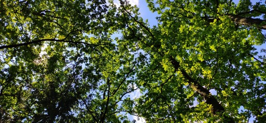 Crowns of trees in the sun