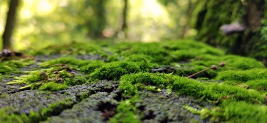 Moss on the trunk