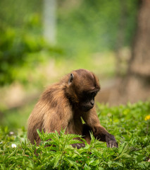 Animals in Zoo Ostrava Czech Republic