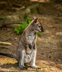 Naklejka premium Animals in Zoo Ostrava Czech Republic