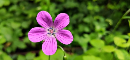 Fototapeta premium Pink Flower in the Forest