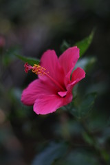 Obraz premium pink flower in the garden