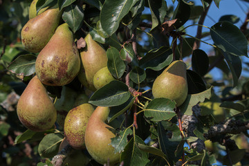 Bio Birne Obst aus der Biosphäre im Saarland ökologische Landwirtschaft 