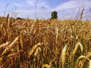 Sunny Wheat Field