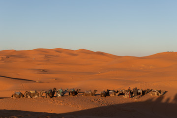 Fototapeta na wymiar Camels sitting down resting in the Sahara desert at sunset with golden sand 