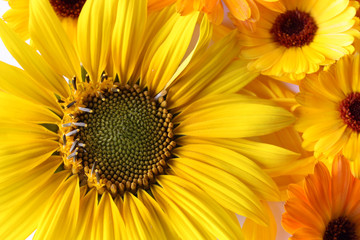 Background from yellow flowers of sunflower and calendula.