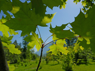 foglie di platano in una bella giornata luminosa