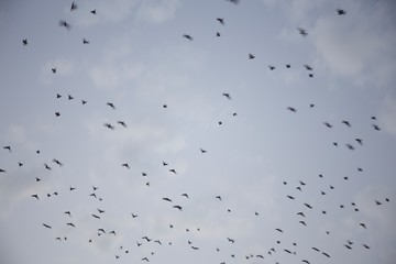 Moving birds