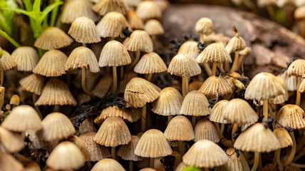 small inedible mushrooms on an old stump, macro photography