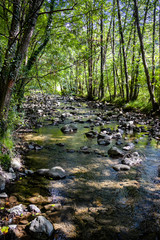 river in the forest
