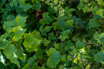 Climbing creeper plants nature in the spring garden. Wild leafs texture background