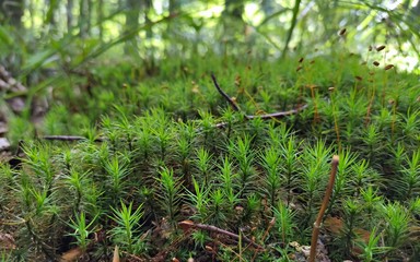 Thick moss in the forest