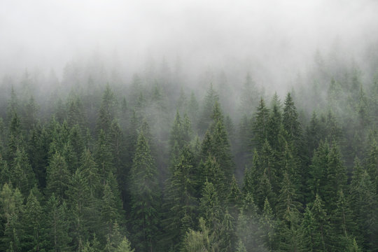 Misty forest © Emya Photography
