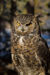 A portrait of a Great Horned Owl, near Sunriver, Oregon.