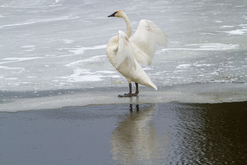 Fototapeta premium A trumpeter swan with wings spread stqnding on ice in a river near Sunriver, Oregon