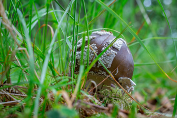 poisonous mushroom on green forest background