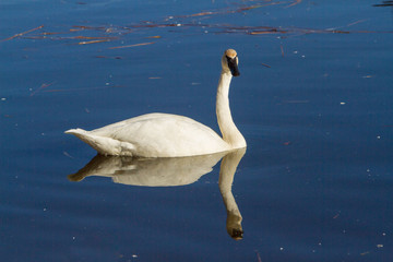 A trumpeter swan swimming in a river near Sunriver, Oregon.