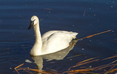 A trumpeter swan swimming in a river near Sunriver, Oregon.