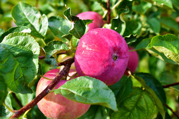 Bright red and large apples on a tree branch