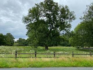 Looking over a wooden fence, into a meadow, with a  large old tree, and wild plants, and grasses in, Esholt, Bradford, UK 