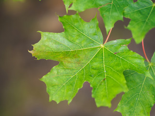 Close up of a green maple leaf