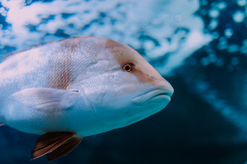 Big white fish with orange colors diving and swiming inside an aquarium indoors 