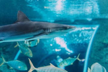 shark swimming in an aquarium between fishes with blue background and reflections