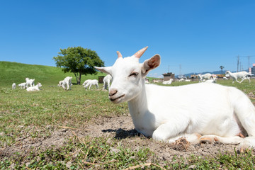 除草が仕事のヤギさん