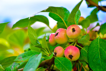 Small wild Apple fruit on the branches of trees