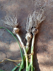 small heads of garlic, poor harvest 