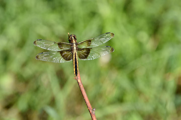 Gold Stripe Dragonfly 02