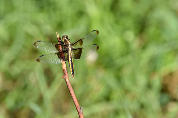 Gold Stripe Dragonfly 03