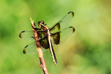 Gold Stripe Dragonfly 05