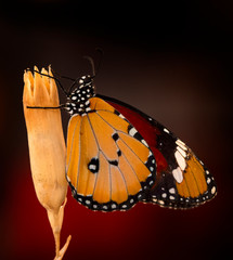 Macro shots, Beautiful nature scene. Closeup beautiful butterfly sitting on the flower in a summer garden.
