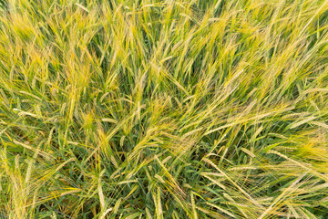 Still green agriculture field of ryes.