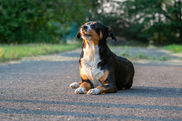 adorable mixed breed dog posing outdoors in summer