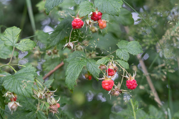 Tasty ripe wild raspberry in the forest.