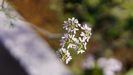 forget me not flower