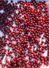 Grapes spread out to dry